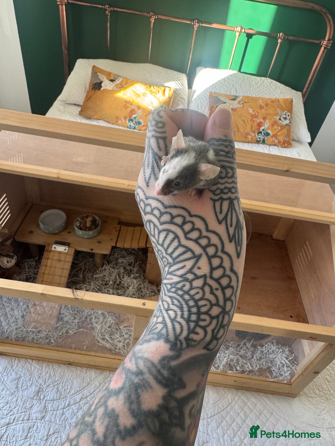 Mouse rodents for sale: Friendly mouse for adoption  - Image 3