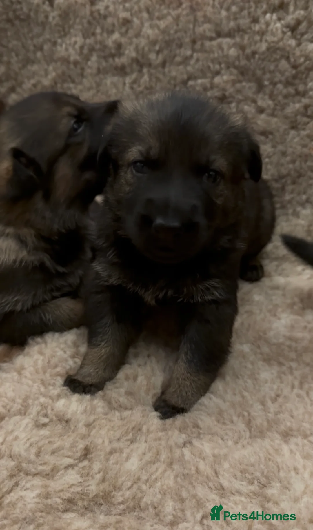 German Shepherd dogs for sale: Beautiful Working Line German Shepherd Puppies - Advert 5