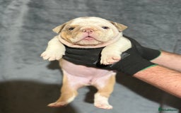 English Bulldog dogs for sale: Mr muscles pup 7 weeks old ready to go 28th  - Image 19