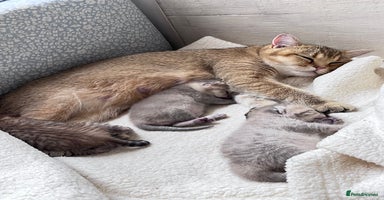 British Shorthair cats - Advert 14