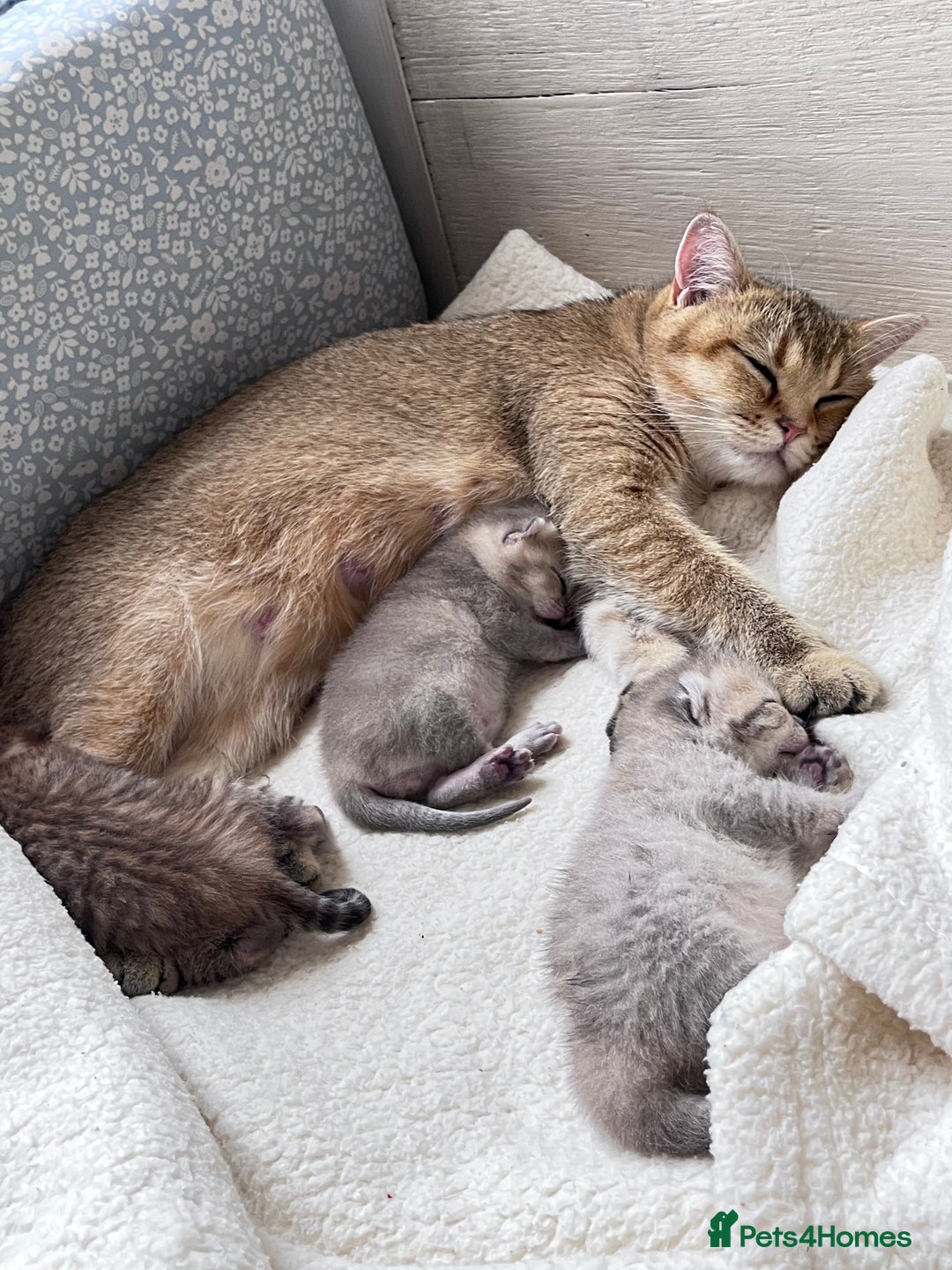 British Shorthair cats for sale: Scottish Straight/British Shorthair - Image 3