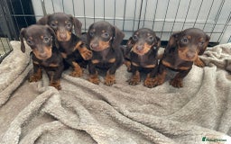 Dachshund dogs for sale: Standard Dachshund Puppies Ready Now - Image 2
