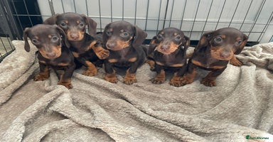 Dachshund dogs - Advert 15