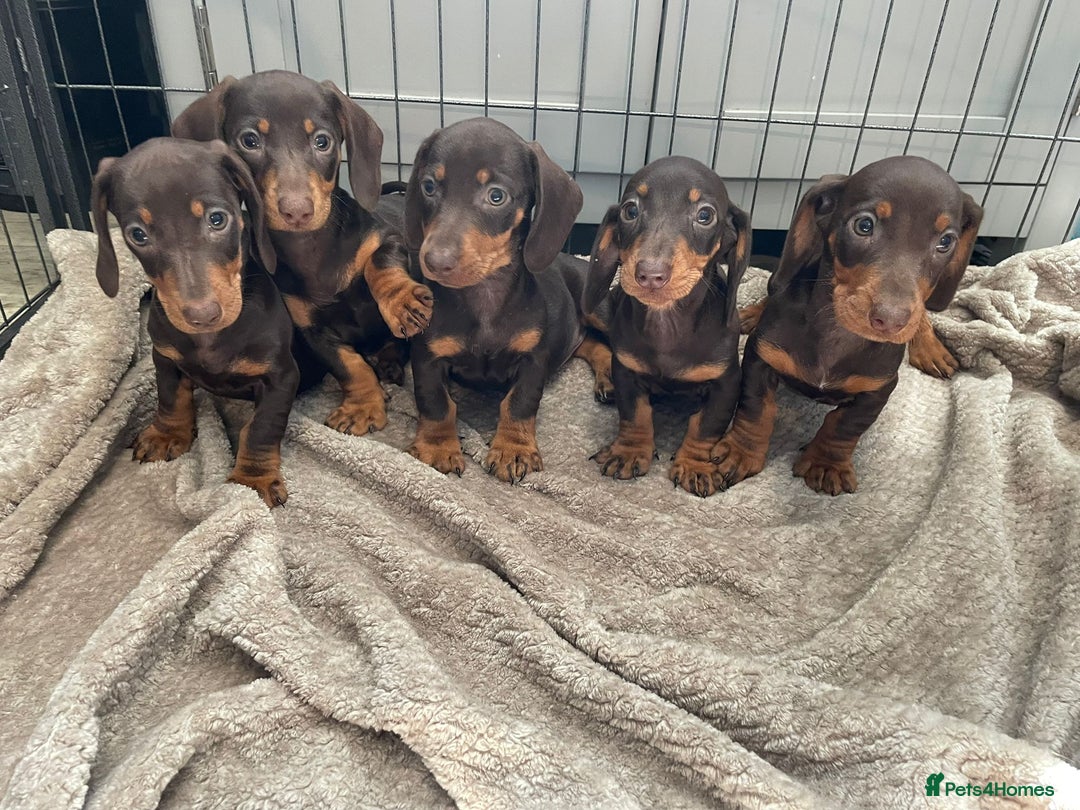 Dachshund dogs for sale: Standard Dachshund Puppies Ready Now - Image 2
