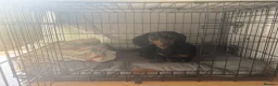 Miniature Dachshund dogs for sale: Miniature Dachshund  in Norwich - Advert 5