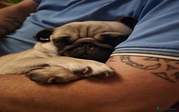 Pug dogs for sale: Betsy Pug - Image 5