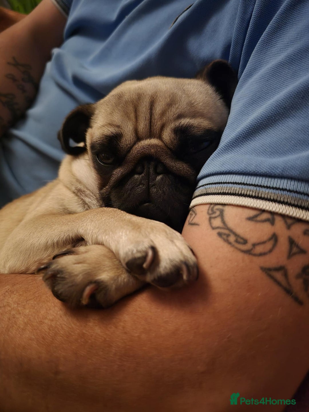 Pug dogs for sale: Betsy Pug - Image 5