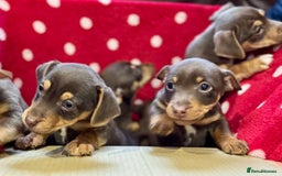 Jack Russell dogs for sale: Quality small Jack Russell puppies - Advert 4