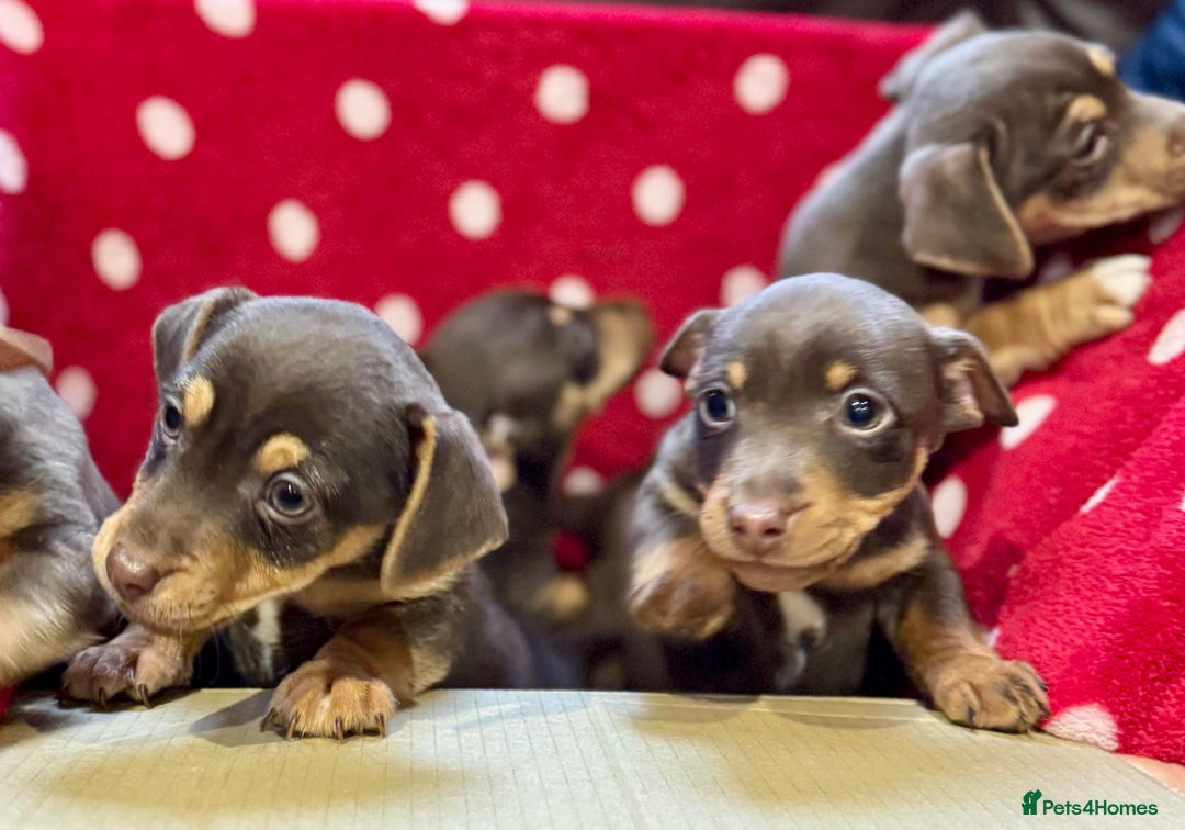 Jack Russell dogs for sale: Quality small Jack Russell puppies - Advert 4