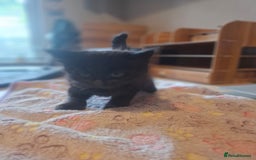 Mixed Breed cats for sale: Brown kitten avaliable.ready 16th August  - Image 25