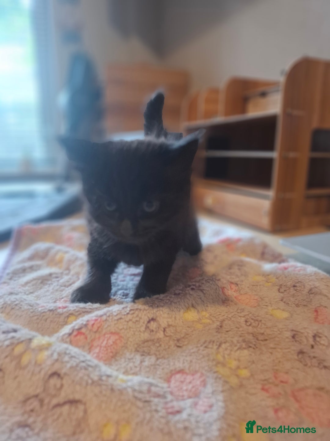 Mixed Breed cats for sale: Brown kitten avaliable.ready 16th August  - Image 25
