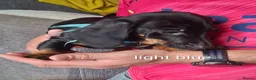 Dachshund dogs for sale: Dachshund  - Advert 16