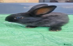 Netherland Dwarf rabbits for sale: Beautiful mixed boy dwarf boys - Image 3