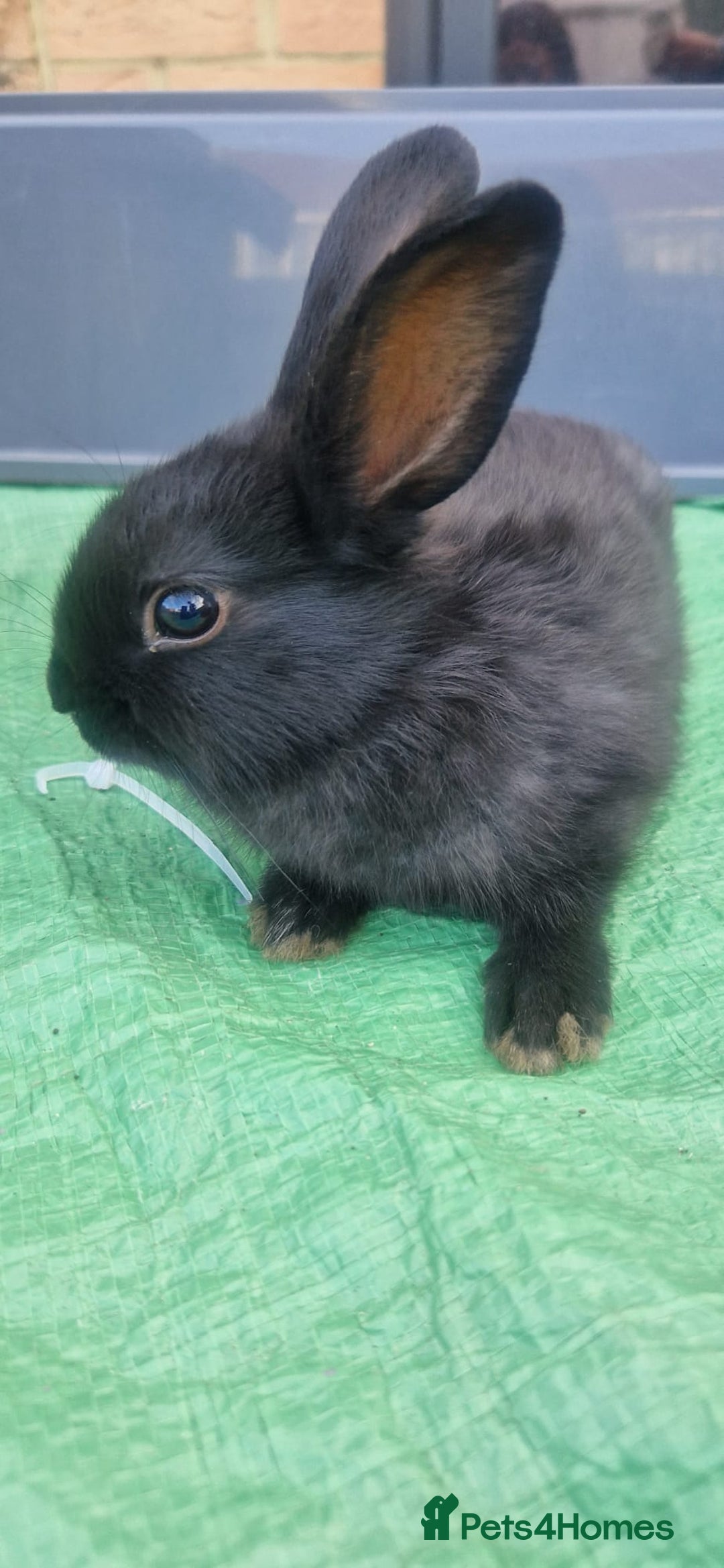 Netherland Dwarf rabbits for sale: Beautiful mixed boy dwarf boys - Image 3