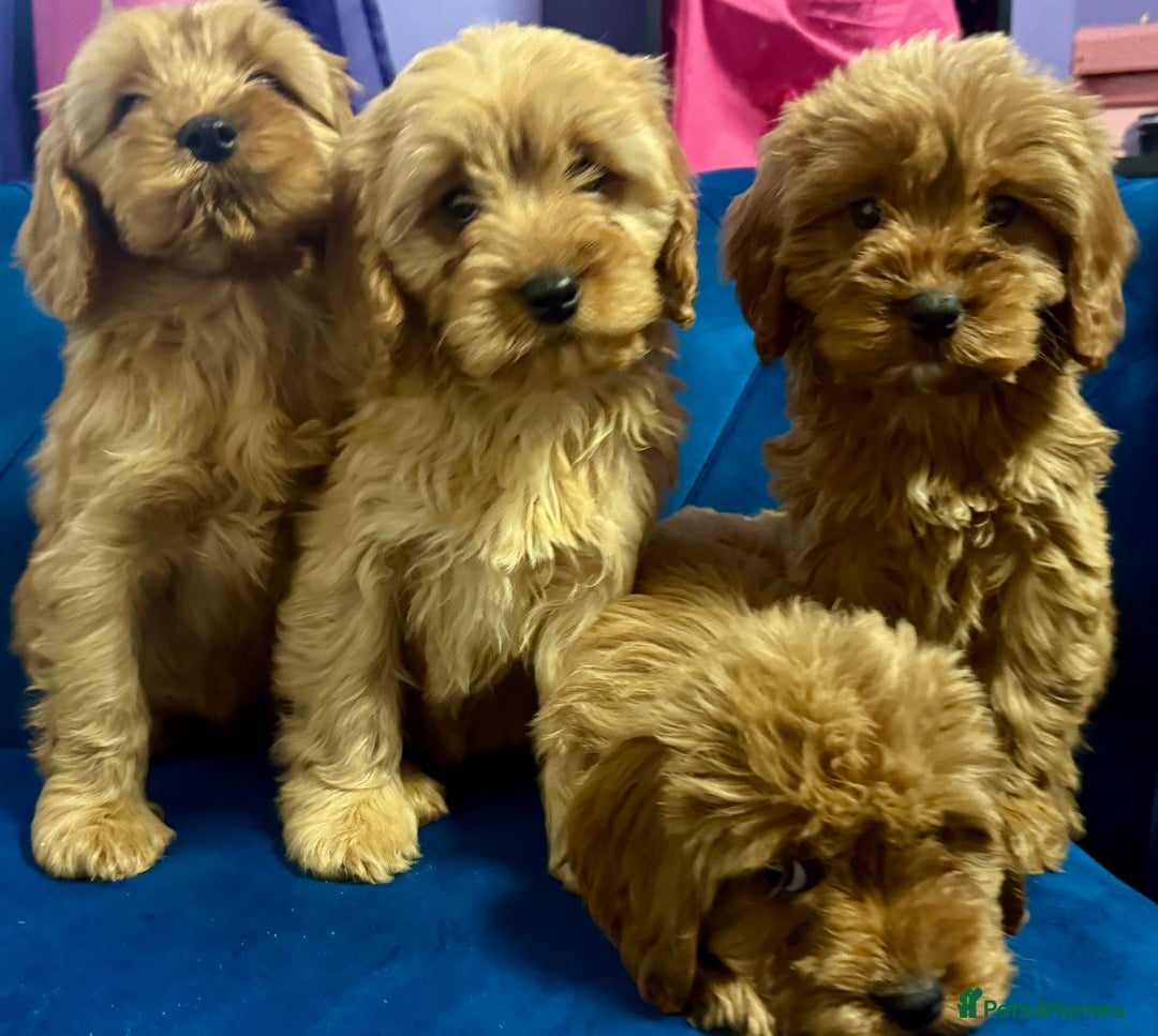 Cavapoo dogs for sale: Ready to go🏡 ONLY girls !  - Image 9