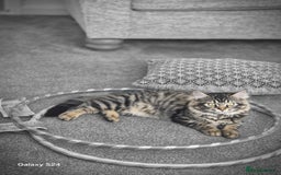 Ragdoll cats for sale: 6 month old female kitten - Image 4