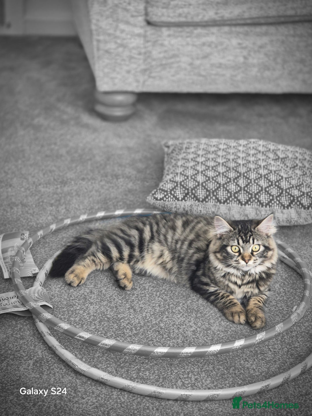 Ragdoll cats for sale: 6 month old female kitten - Image 4