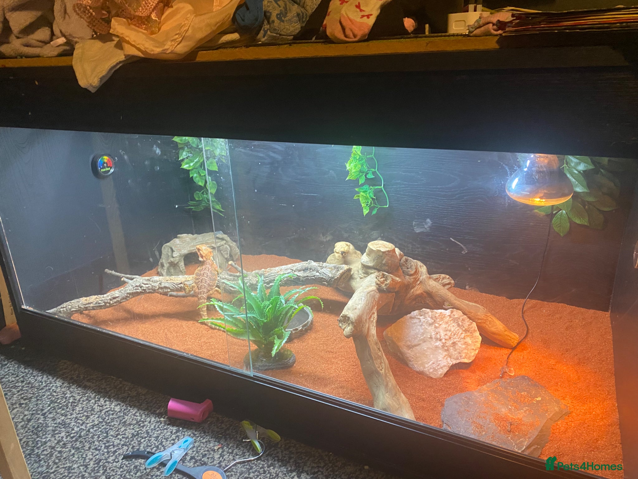 Bearded Dragon reptiles for sale: Breaded dragon complet set up  - Advert 3