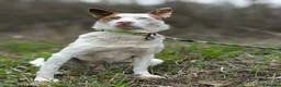 Mixed Breed dogs for adoption: ❤️🐶 PEPPA– SHE LIGHTS UP EVERY COMPANY in Burton-on-Trent - Advert 16