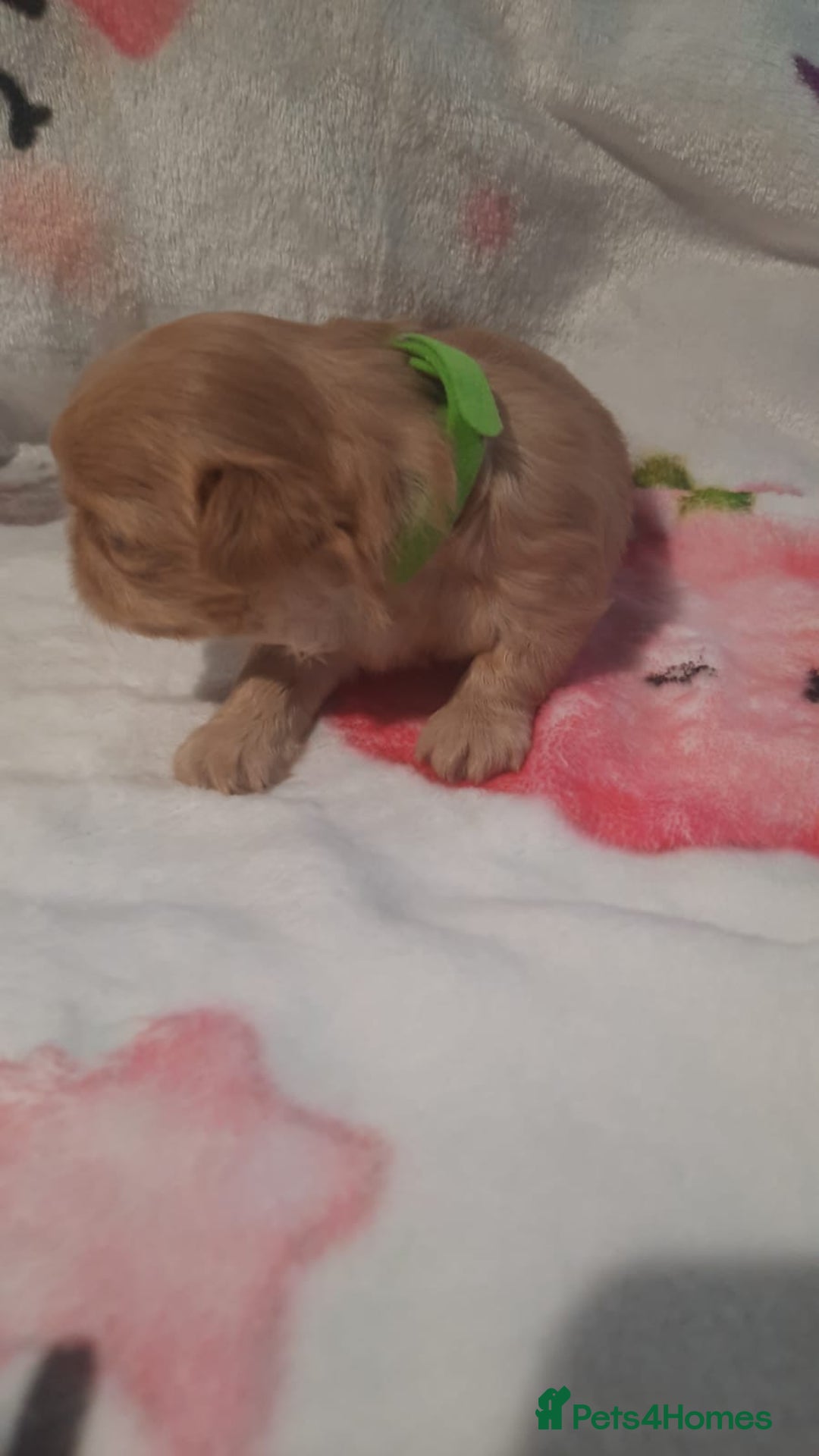 Shih Tzu dogs for sale: KC Registered Imp Shihtzu pups - Image 24