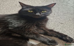 Mixed Breed cats for sale: 2 Beautiful Black & White Kittens - Image 12
