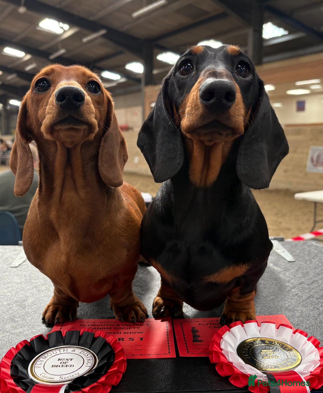 Miniature Dachshund dogs for sale: Kc reg mini smooths  - Image 4