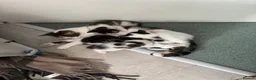 British Shorthair cats for sale: Ready to good home  - Advert 8