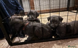 Mixed Breed dogs for sale: Bedlington x whippet puppies - Image 1