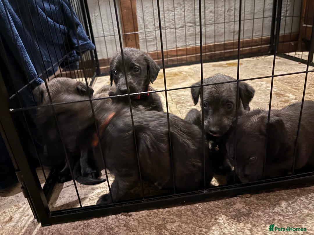 Mixed Breed dogs for sale: Bedlington x whippet puppies - Image 1