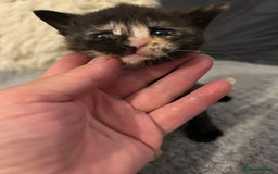 Mixed Breed cats for sale: Grey ginger and black and ginger kittens  - Image 2