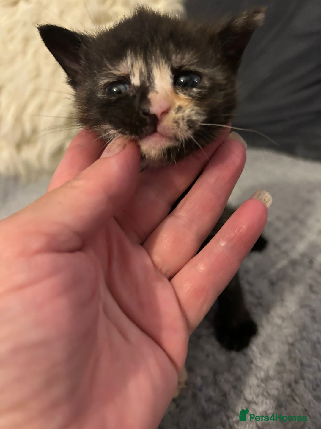 Mixed Breed cats for sale: Grey ginger and black and ginger kittens  - Image 2