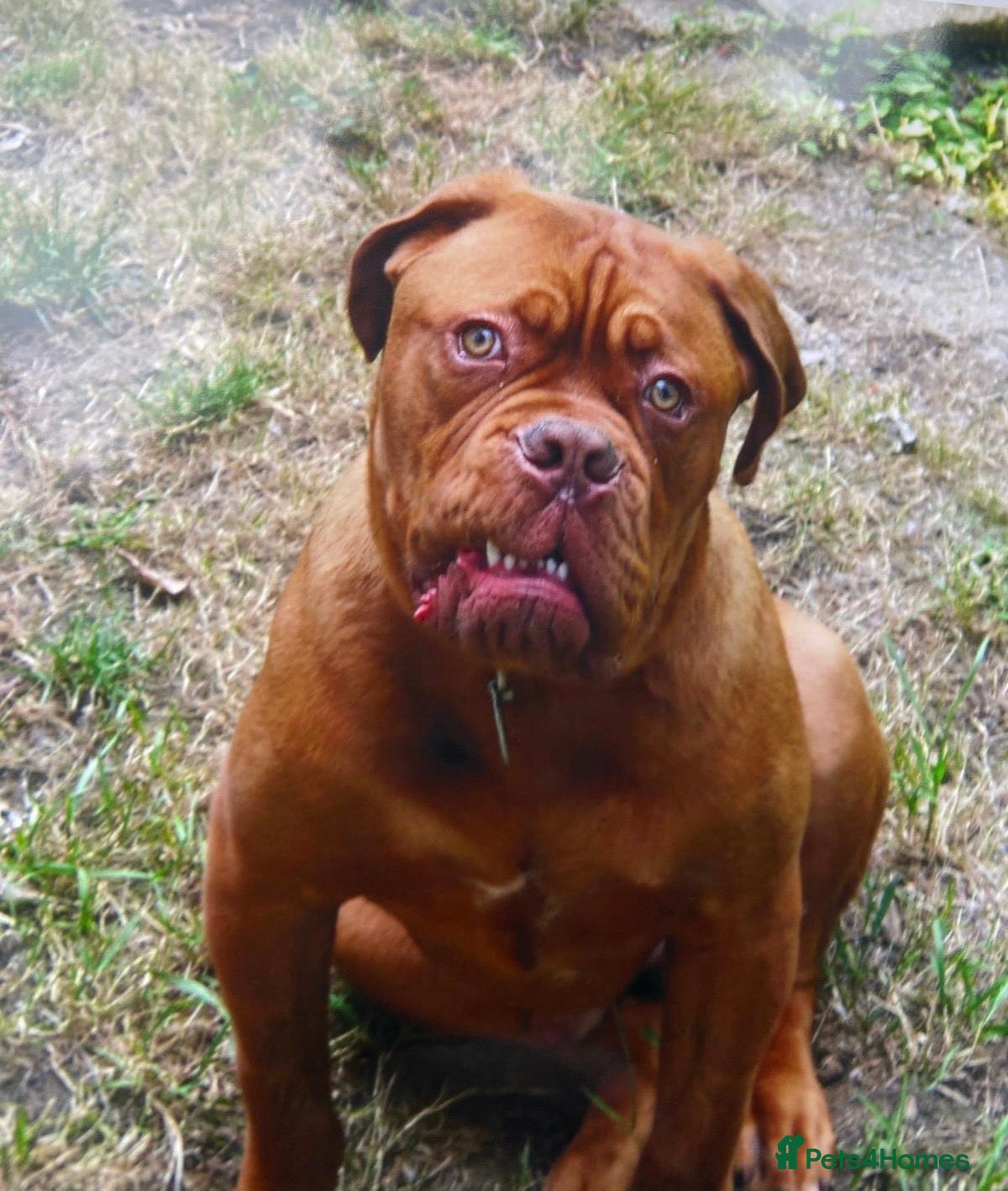 Dogue De Bordeaux dogs 14 month old male Dogue de Bordeaux  - Advert 2