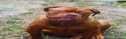 Dogue De Bordeaux dogs for sale: 14 month old male Dogue de Bordeaux  - Advert 1