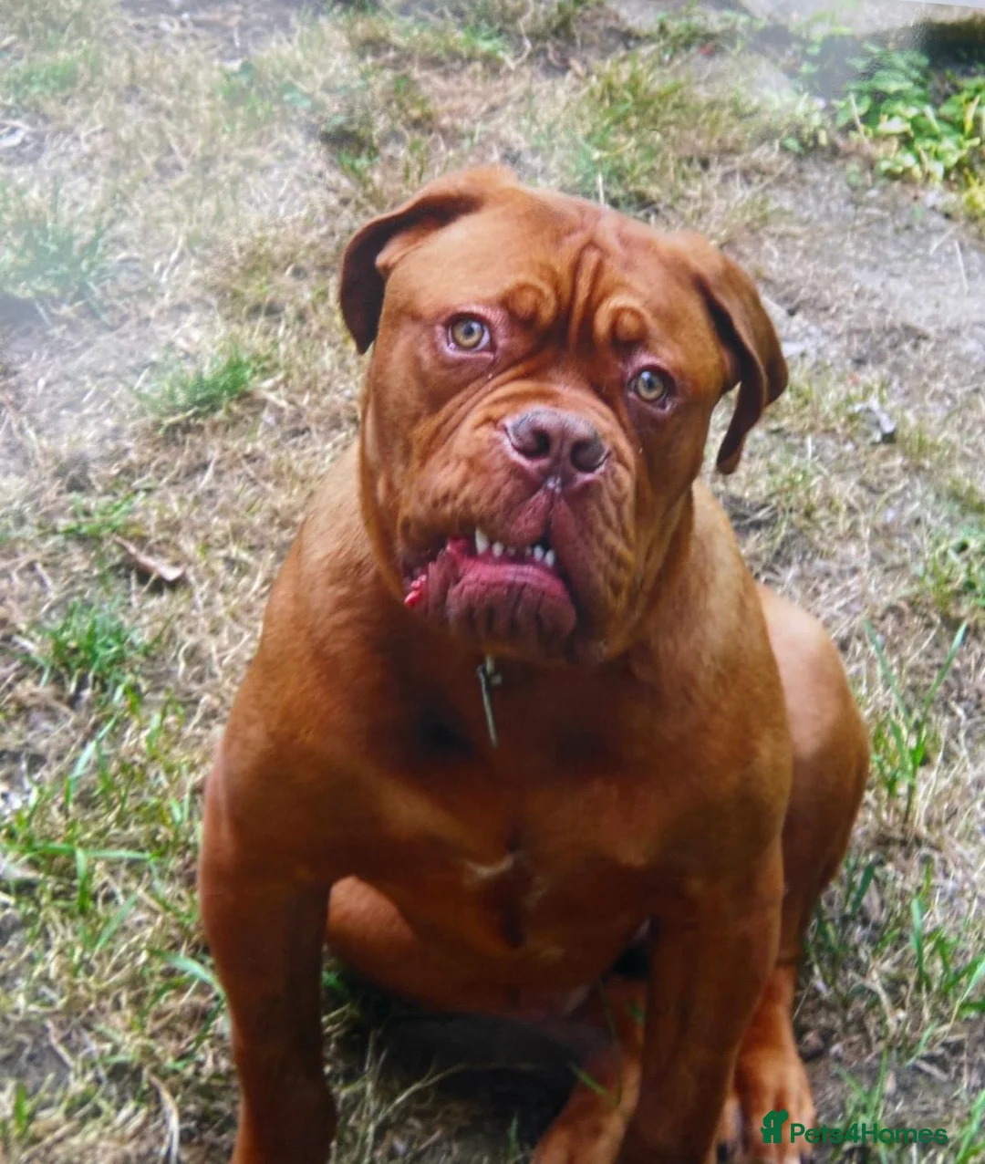 Dogue De Bordeaux dogs for sale: 14 month old male Dogue de Bordeaux  - Advert 1