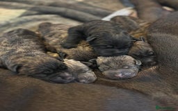 Cane Corso dogs for sale: BROWN BRIDLES chunky canecorso puppies - Image 4