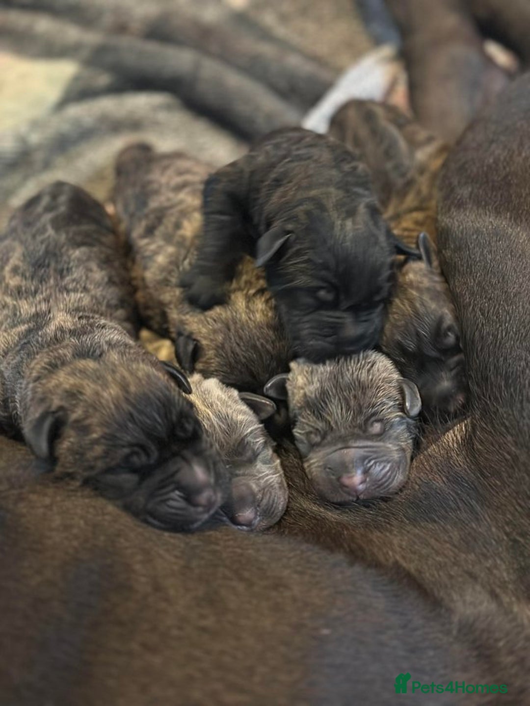 Cane Corso dogs for sale: BROWN BRIDLES chunky canecorso puppies - Image 4