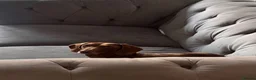 Miniature Dachshund dogs for stud: 🤎 Quinn Cake – Miniature Dachshund Stud 🤎 - Advert 3