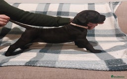 Cane Corso dogs for sale: Cane Corso - Image 5