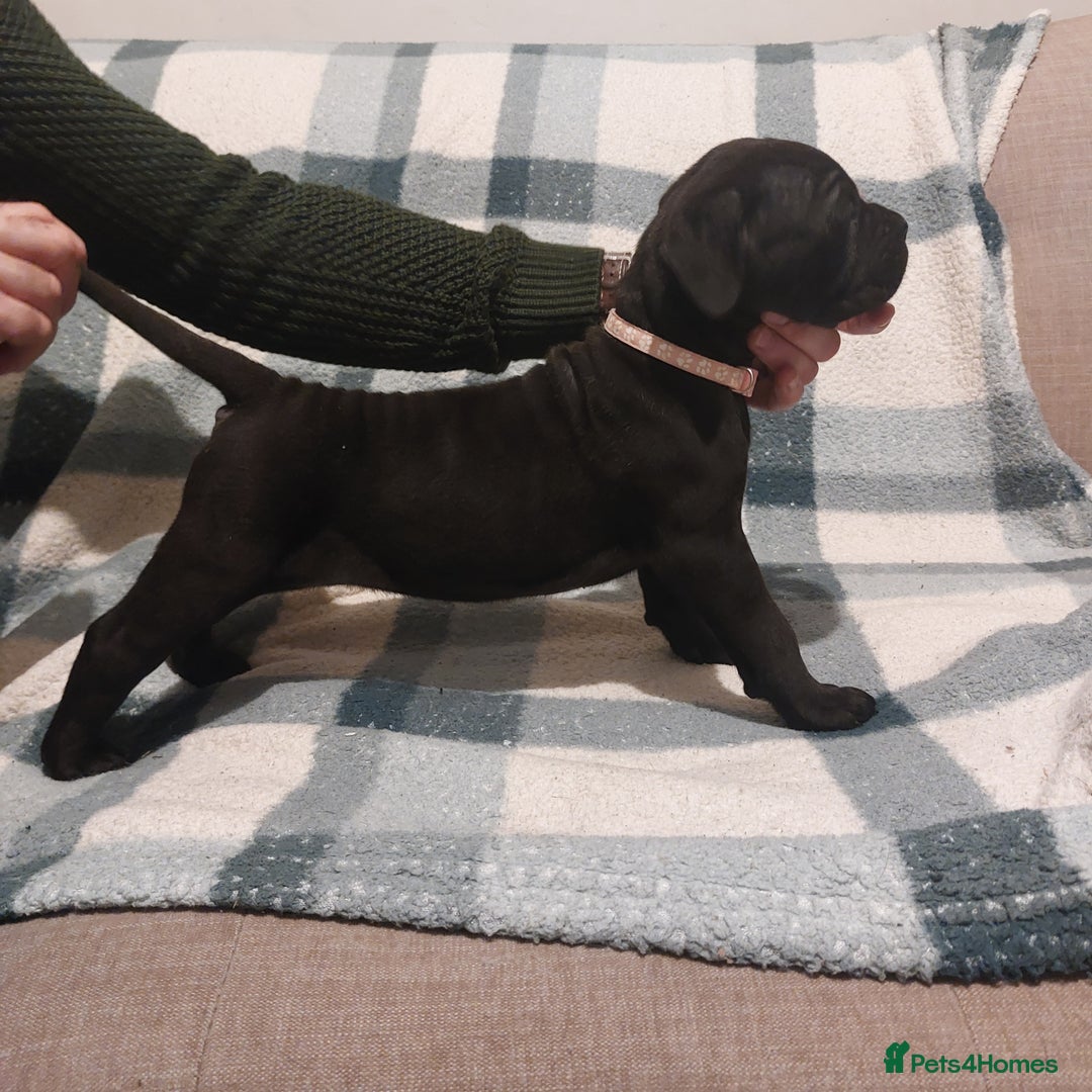 Cane Corso dogs for sale: Cane Corso - Image 5