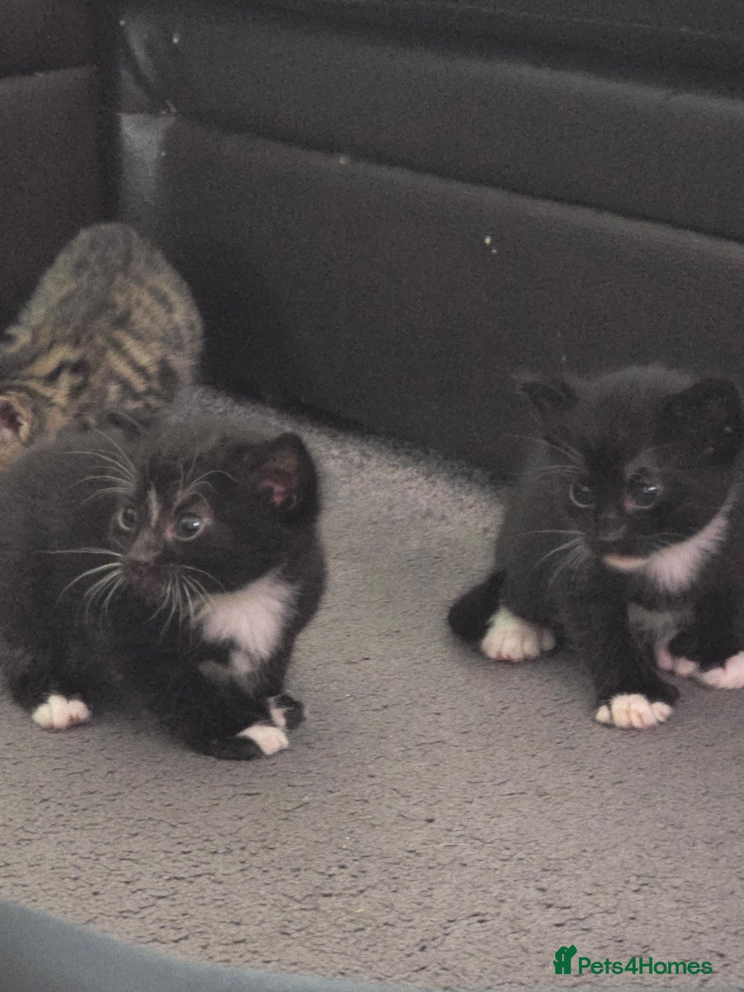 Domestic Shorthair cats for sale: Kittens  - Image 3