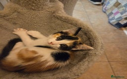 Mixed Breed cats for sale: Kitten girl. - Image 9