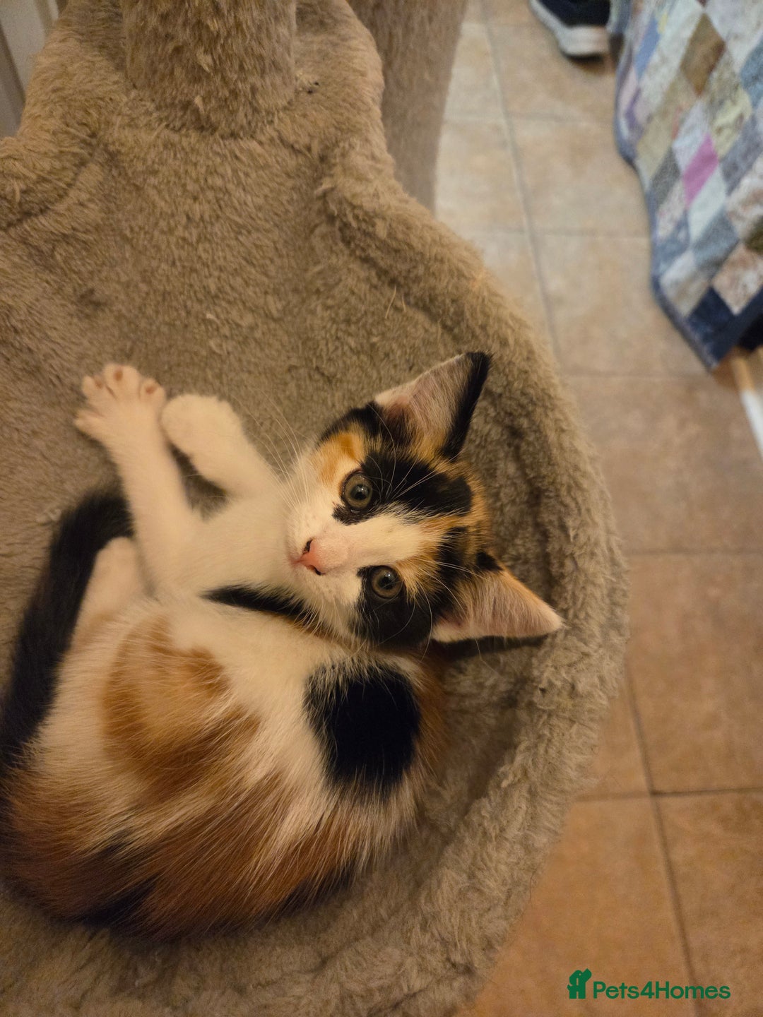 Mixed Breed cats for sale: Kitten girl. - Image 9