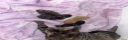Mixed Breed cats for sale: Kittens looking for loving homes - Advert 5