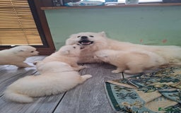 Samoyed dogs for sale: Beautiful Samoyed Puppies Ready Soon! - Advert 1