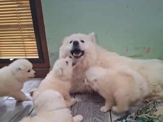 Samoyed dogs for sale: Beautiful Samoyed Puppies Ready Soon! - Advert 1