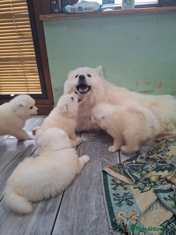 Samoyed dogs Beautiful Samoyed Puppies Ready Soon! - Advert 1