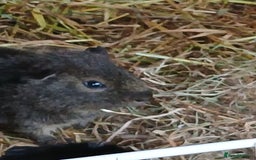 Guinea Pig rodents for sale: Boar Guinea Pigs for Sale £30 ( REDUCED) - Image 4