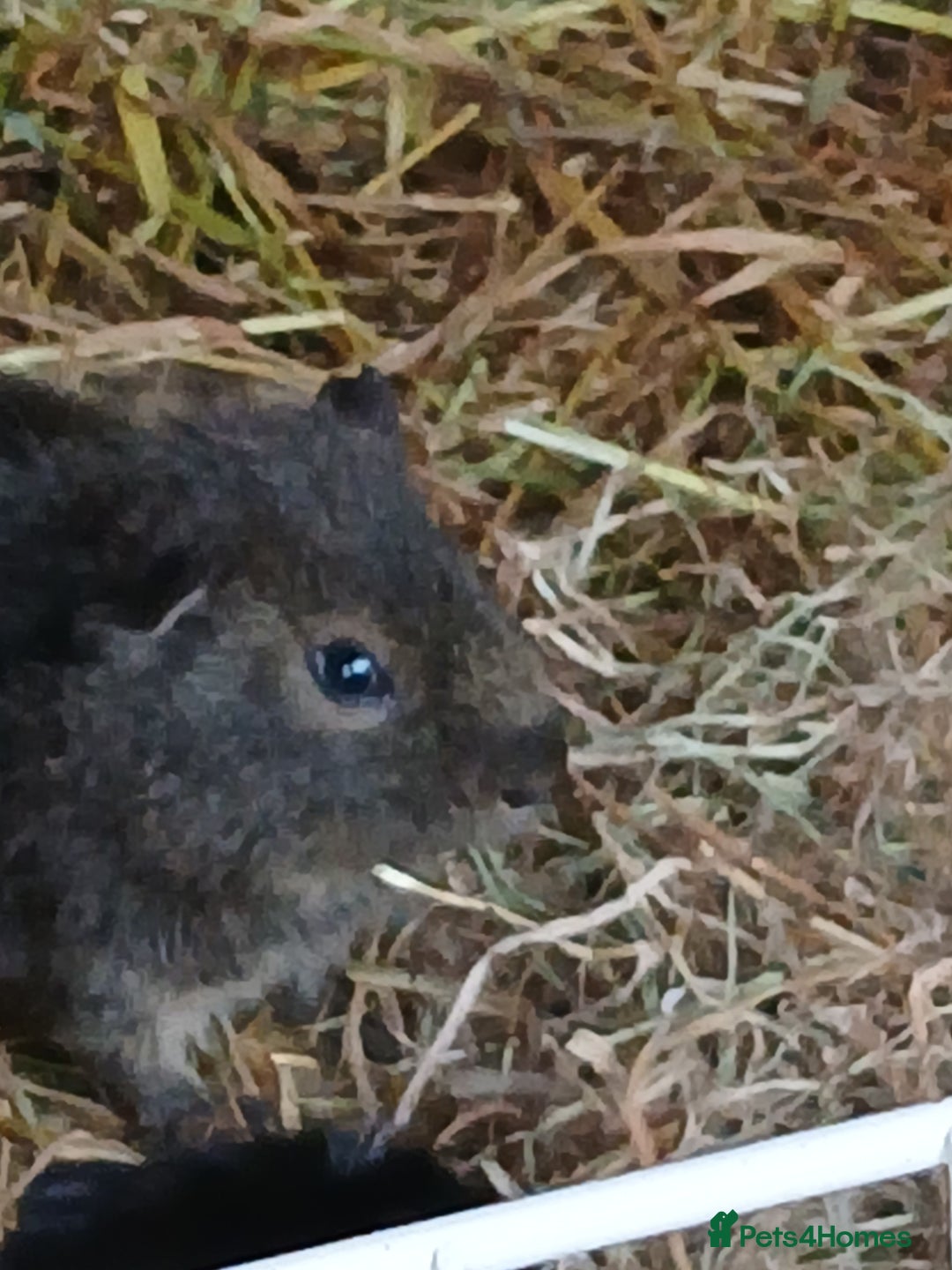 Guinea Pig rodents for sale: Boar Guinea Pigs for Sale £30 ( REDUCED) - Image 4