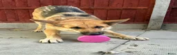 Saarloos Wolfdog dogs for sale: Stunning Low Content Wolfdog  - Advert 18