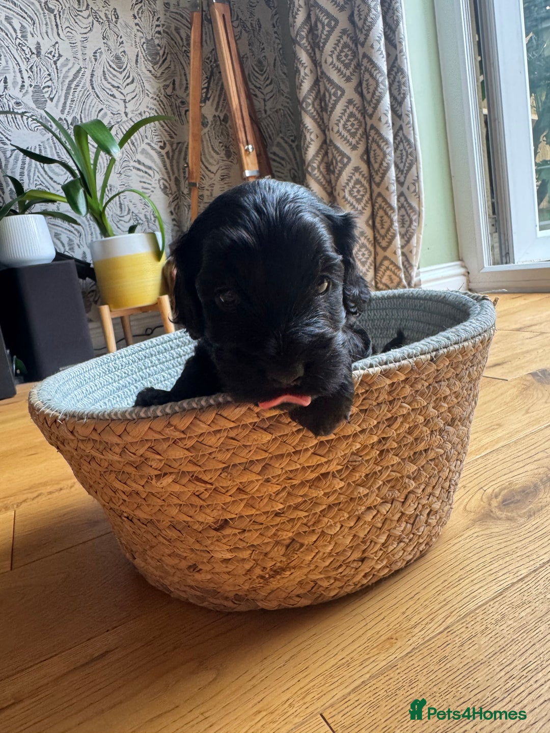 Cockapoo dogs for sale: Last Male fantastic champion line 20 combined  - Image 35
